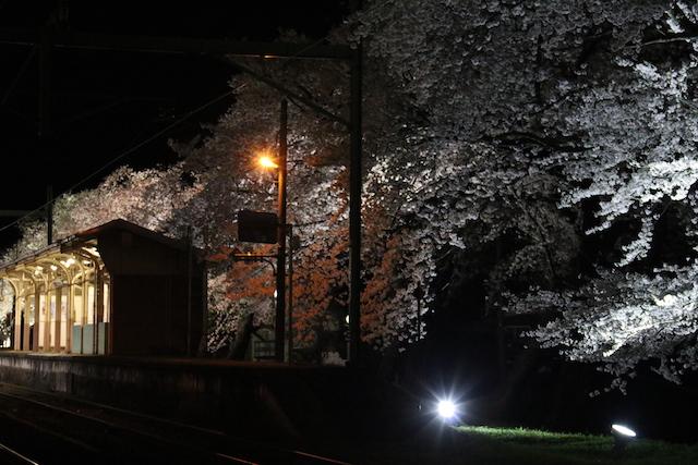ライトアップされた夜桜と分水駅の様子の写真その1