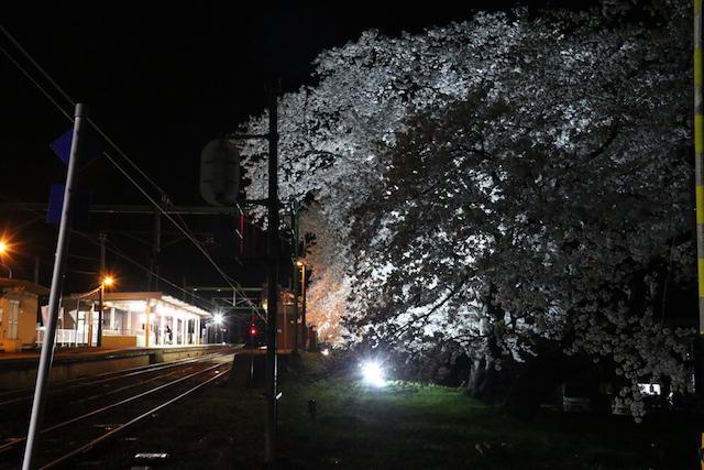 ライトアップされた夜桜と分水駅の様子の写真その2
