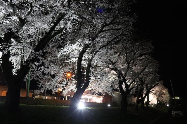 ライトアップされた夜桜と分水駅の様子の写真その3