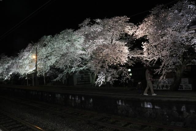 ライトアップされた夜桜と分水駅の様子の写真その4