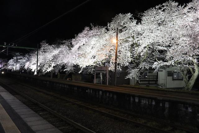 ライトアップされた夜桜と分水駅の様子の写真その5