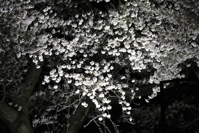 ライトアップされた満開の桜の枝の様子の写真