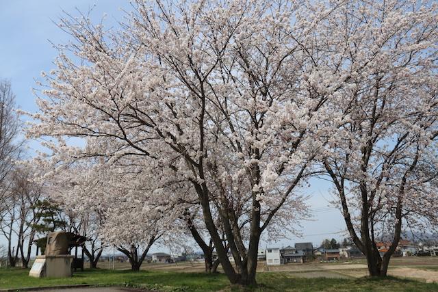 横田切れ公園で咲いている桜の木々の様子の写真その3
