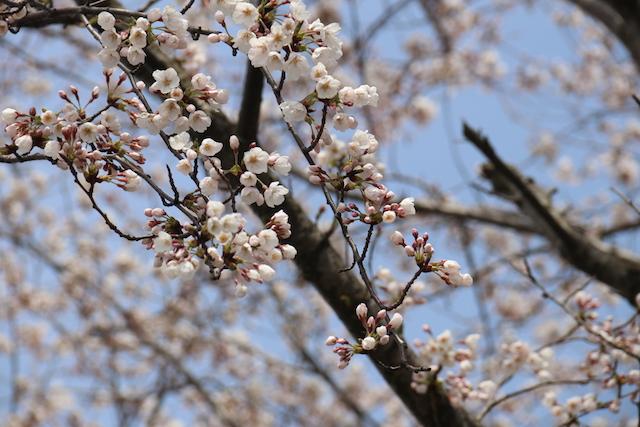 横田切れ公園で咲いている桜の木々の様子の写真その4