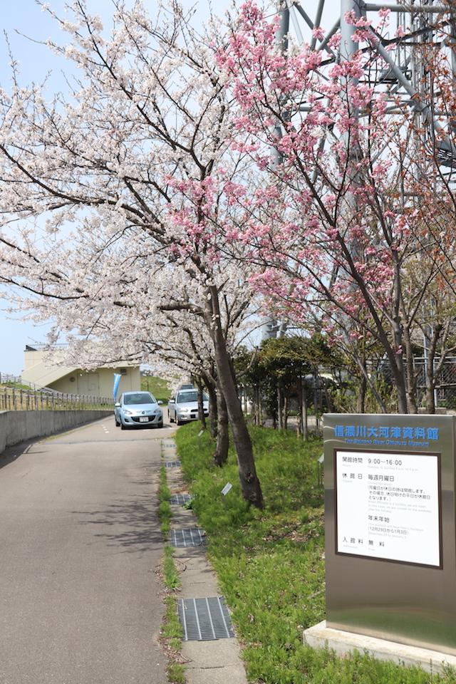 大河津分水公園で咲いている桜の木々の様子の写真
