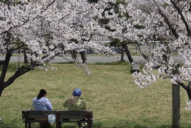 満開の桜の下にあるベンチでくつろいでいる2人の男女の様子の写真