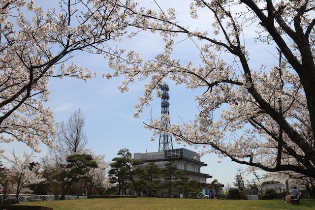 満開の桜の枝と広い公園の芝の広場の様子の写真