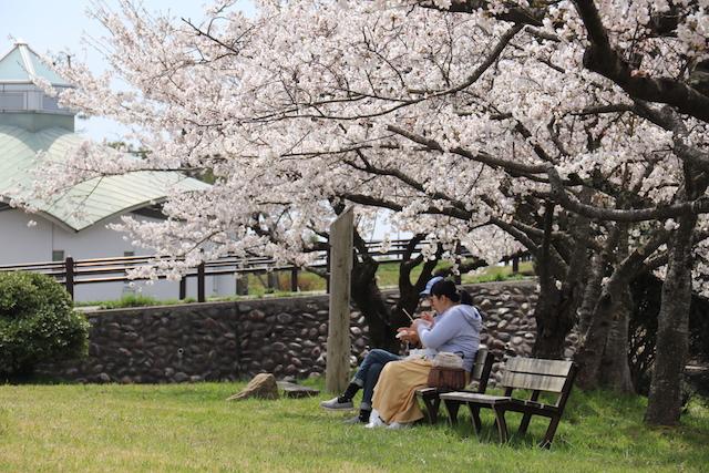 桜の木の下のベンチに腰掛けている2人の様子の写真