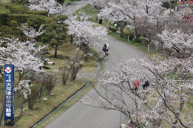 桜が咲いている様子を上から撮影した写真