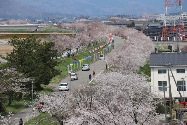 道路沿いに並んで咲いている桜の木々の様子の写真
