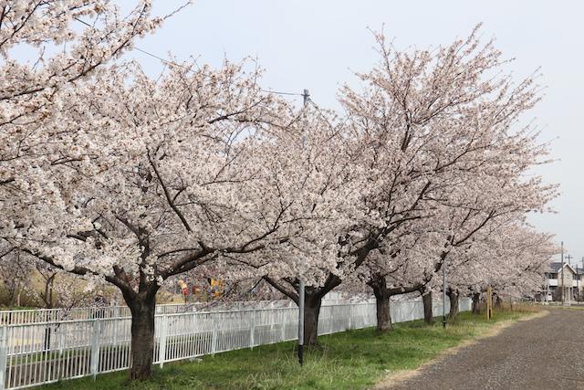 白いフェンス沿いに等間隔で並んで咲いている桜の木々の様子の写真その1