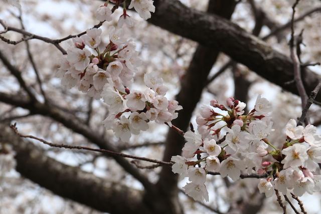 桜の花びらをアップにして撮影した写真