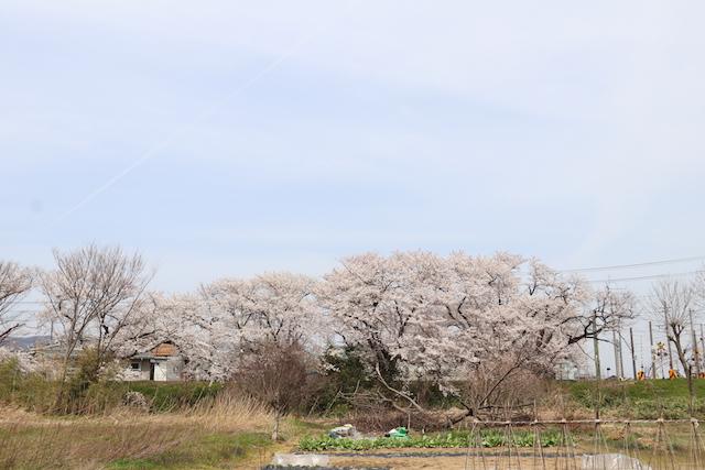 青空のもと集まって咲いている桜の木々の写真