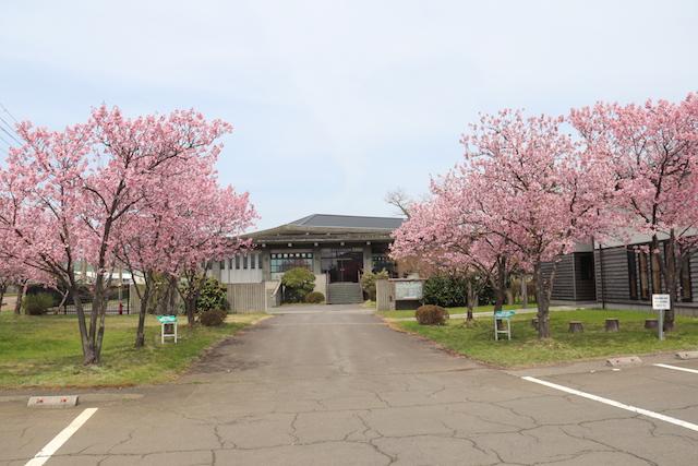 入り口沿いに左右に分かれて咲いている桜の木々の様子の写真