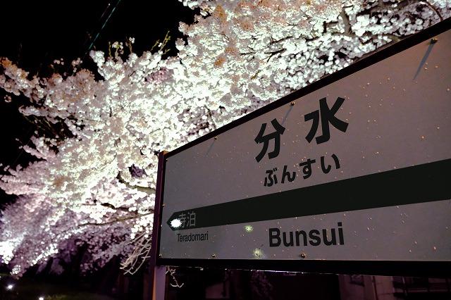 JR分水駅のボードと夜桜がライトアップされている様子の写真