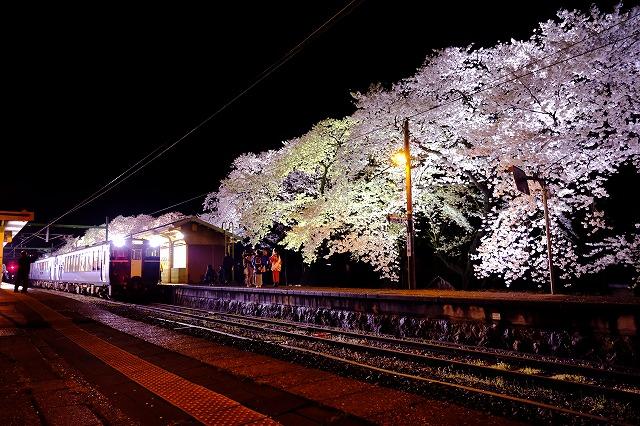ライトアップされた夜桜と分水駅に到着した特別な電車の写真