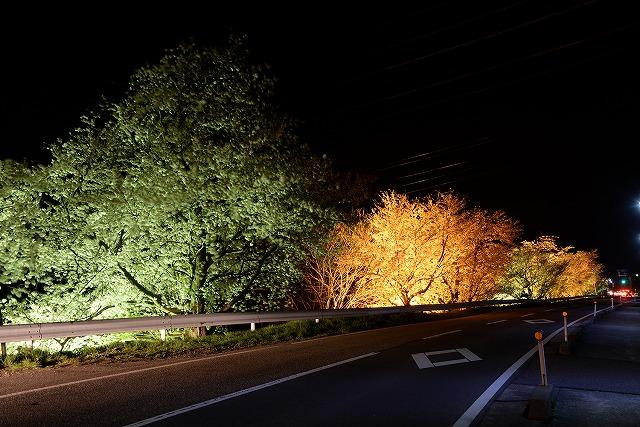 ライトアップされた桜達が道路沿いに照らされている様子の写真