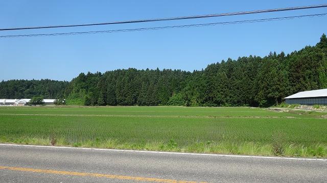 道路の両側に広がる水田と正面に生えている木々の写真その1