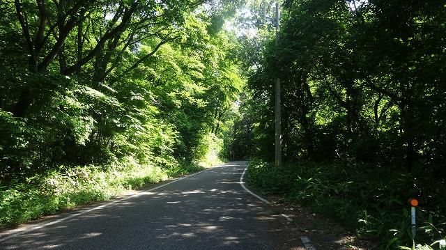 緑が映える木々のトンネルの下を通っている道路の写真