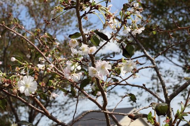 枝にひっそりと咲いている冬桜の様子の写真