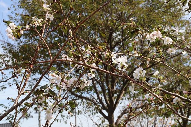 つぼみの状態の十月桜の写真