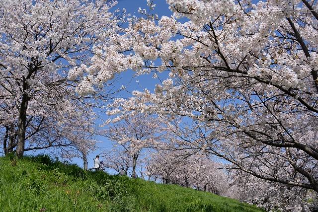 青空のもと桜並木が満開になっている様子の写真