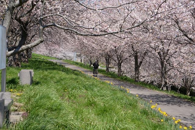 桜並木が満開の桜のトンネルになっている様子の写真