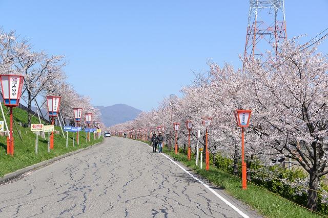青空のもと満開に咲いている桜並木と等間隔で並んでいるあかいぼんぼりの様子の写真その1