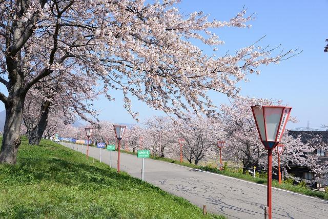 青空のもと満開に咲いている桜並木と等間隔で並んでいるあかいぼんぼりの様子の写真その2
