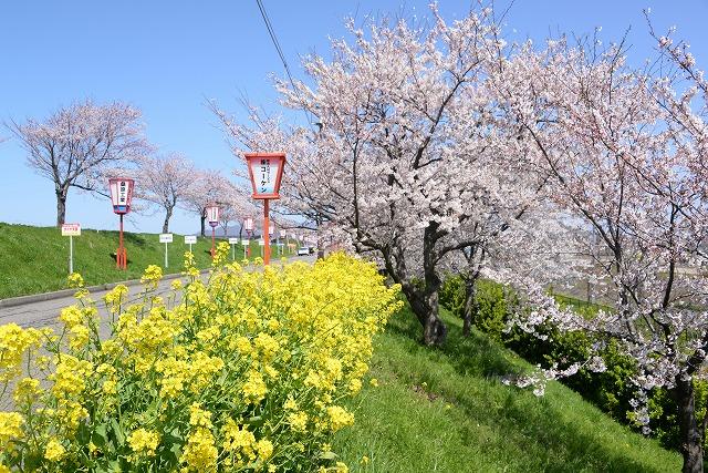 青空のもと満開に咲いている桜並木と菜の花と等間隔で並んでいるあかいぼんぼりの様子の写真