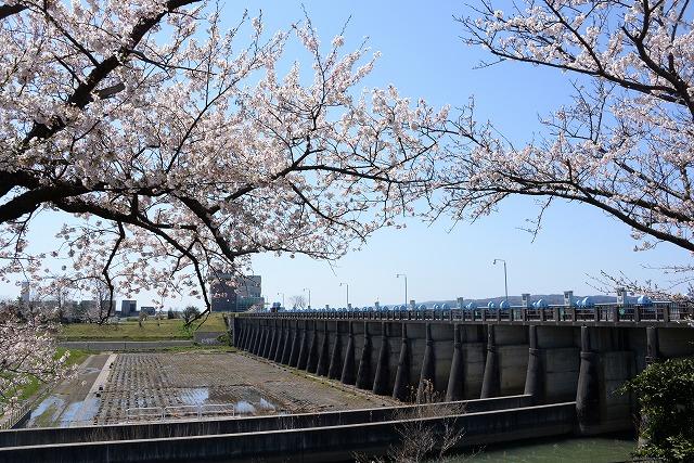 青空のもと桜並木が満開になっている様子の写真