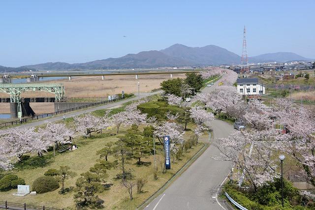 青空のもと満開に咲いている桜並木の様子を上から見下ろしている写真
