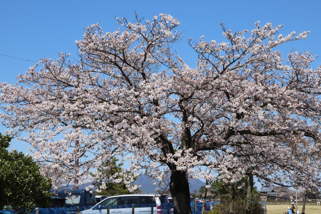 青い空と八分咲きぐらいの桜の木の様子の写真