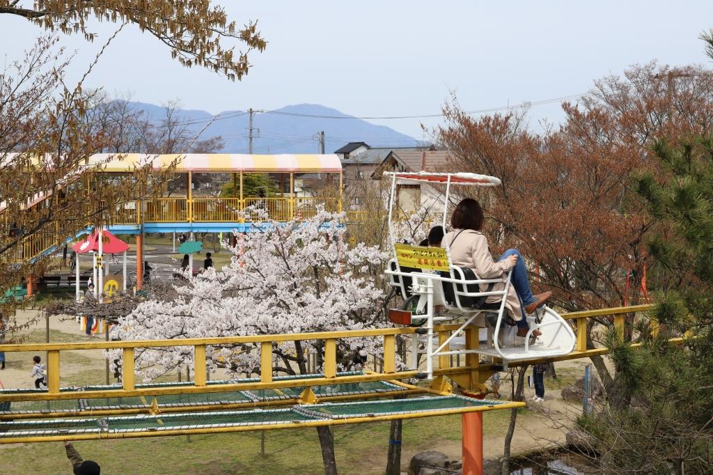 満開の桜の上を白いサイクルモノレールが移動している様子の写真