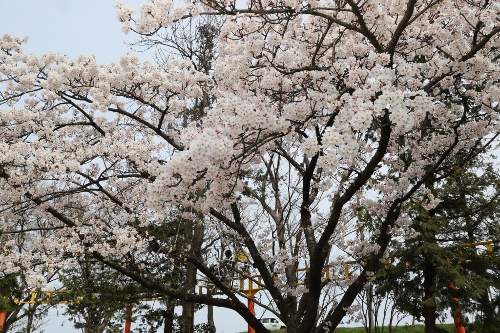 ほぼ満開の桜の奥をサイクルモノレールが進んでいる様子の写真