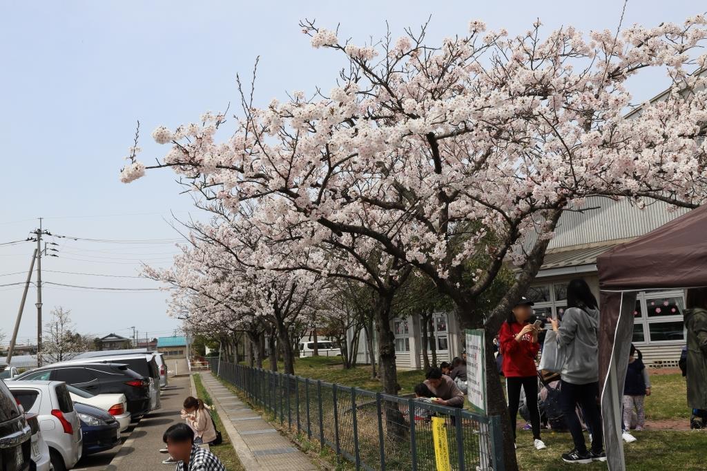 満開の桜並木を写真に収めている参加者の様子の写真