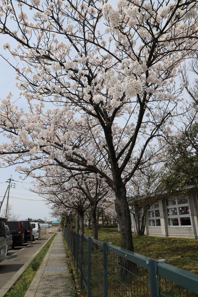 満開の桜並木を縦長に撮影した様子の写真