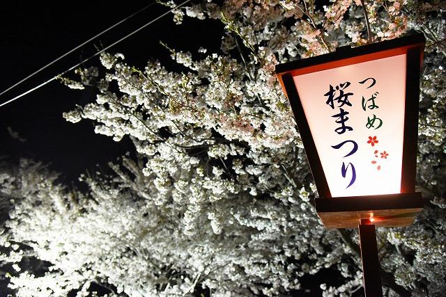 つばめ桜まつりと書かれたぼんぼりとライトアップされた夜桜の写真
