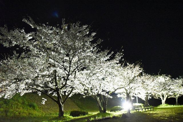 ライトアップされた桜並木の写真