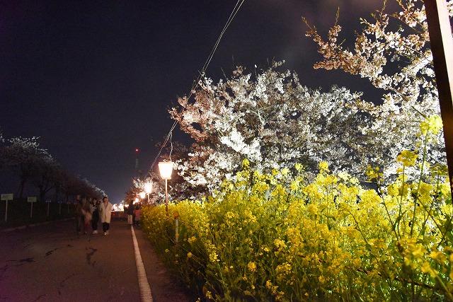 ライトアップされた桜並木とその手前で咲いている菜の花の写真その1