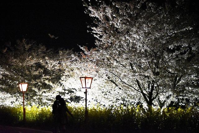 ライトアップされた桜並木とその手前で咲いている菜の花の写真その3