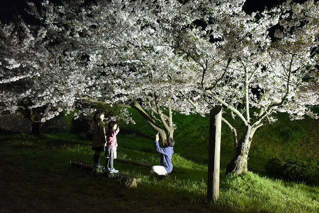 ライトアップされた桜並木の真下で記念写真を撮っている母娘とカメラを構えている父親の様子の写真