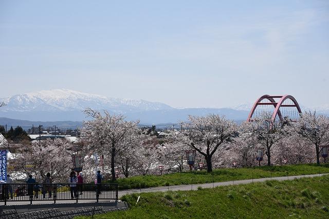 快晴の空と桜が広がっている公演の様子の写真