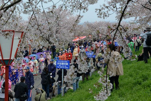 青空の下でおいらんの行進を見ている観衆と、その上に咲き誇っている桜たちの様子の写真