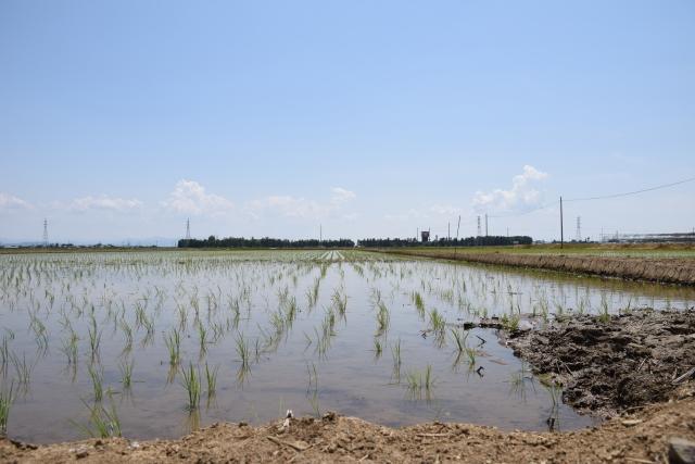 青空のもと稲が等間隔で植えられている水田の様子の写真