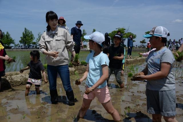 田んぼに入って苗を植えていく小学生たちと朝倉あきさんの様子の写真
