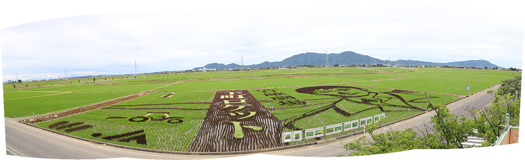 3色の稲を使って大江戸ロケットの絵柄がデザインされた田んぼアートのパノラマ写真
