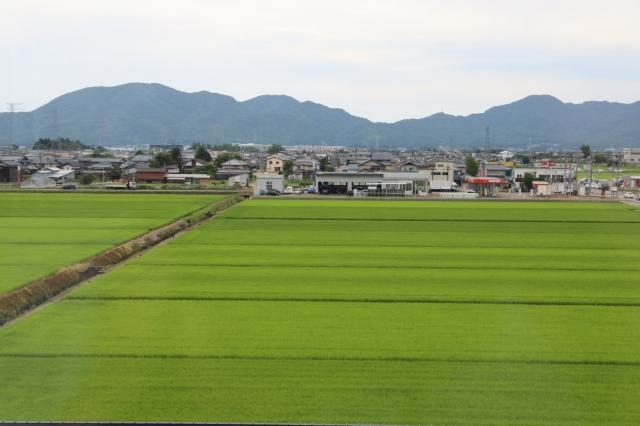 山と市街地を背景に、緑の田んぼが広がっている写真