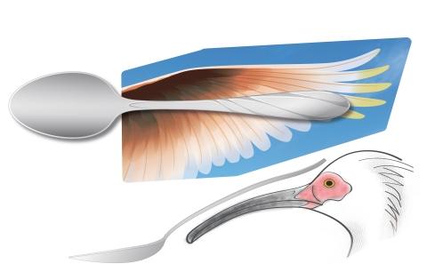 朱鷺の翼、頭部とフォークが並んだイラスト