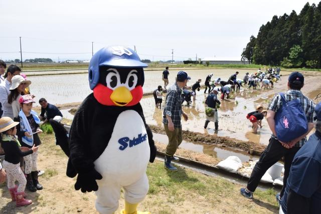 水田で田植えをしている参加者たちを見ている東京ヤクルトスワローズマスコットキャラクターつば九郎の写真